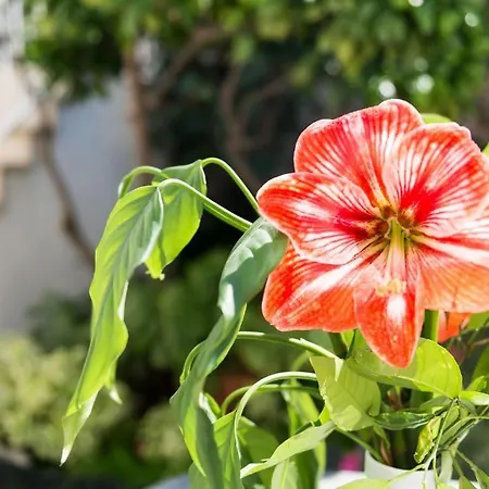 Dada 3* דוברובניק