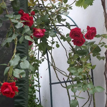 Dada 두브로브니크