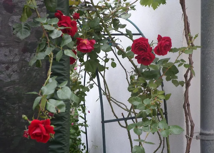 다다 두브로브니크