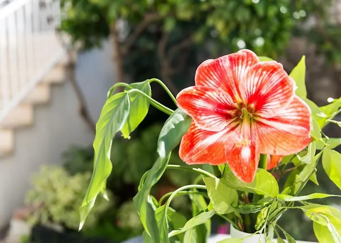 다다 3* 두브로브니크